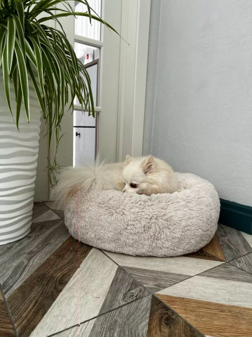 Лежанка для кошек лежак для собак домик