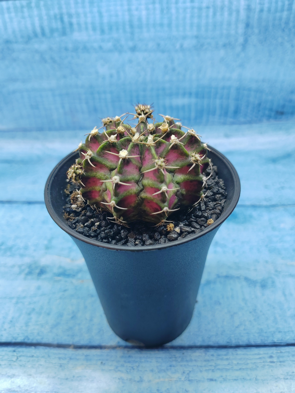 Gymnocalycium T-Rex Pink hybride (Гимнокалициум T-rex)