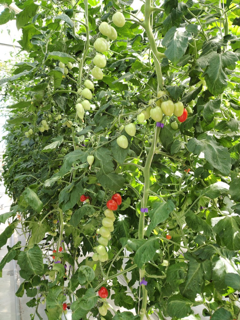 Томат Сидерно F1 5шт ВитаГрин ЭКСТРА