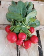 Розетта F1 семена редиса (Bejo / Бейо)