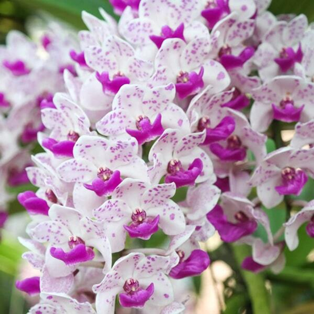 Орхидея RHYNCOSTYLIS GIGANTEA микс