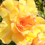 Адениум 246-SAIGON YELLOW