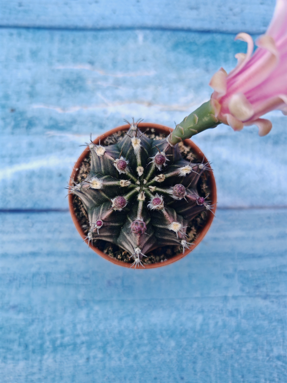 Gymnocalycium Friedrichii (Гимнокалициум)