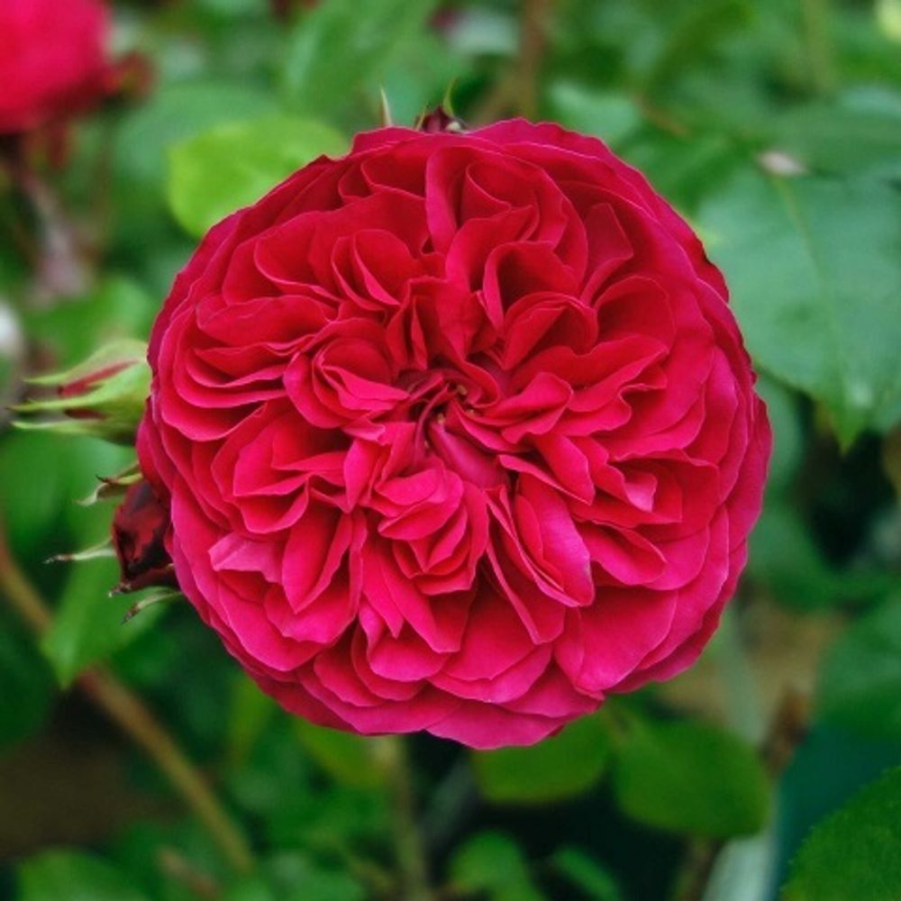 Роза флорибунда Red Leonardo da Vinci