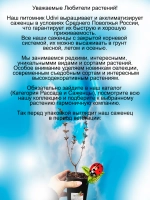 Сирень Пинк Парфюм карликовая ремонтантная