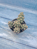 Tephrocactus Molinensis (Тефрокактус)