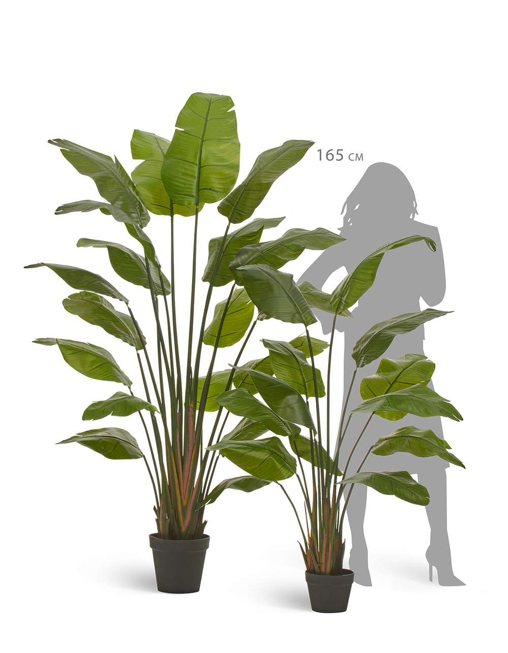 Стрелиция Traveller зелёная в-150 см (13 листов) (Sensitive Botanic) 1/1 10.011352N
