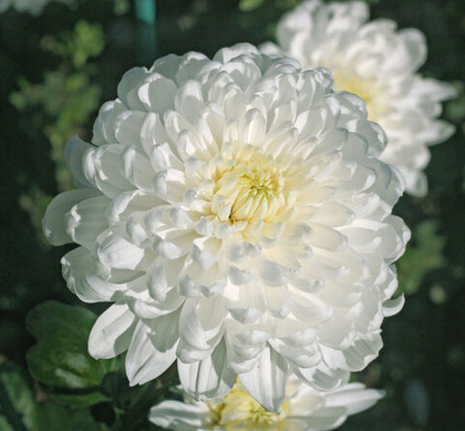 Хризантема крупноголовая  Регина