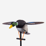 Селезень махокрыл электрический