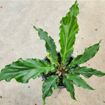 Антуриум PLOWMANII CURLY