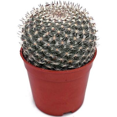 Маммиллярия плотноколючковая (Mammillaria sp.)