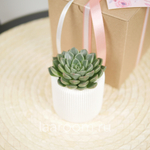 Суккулент в кашпо №2