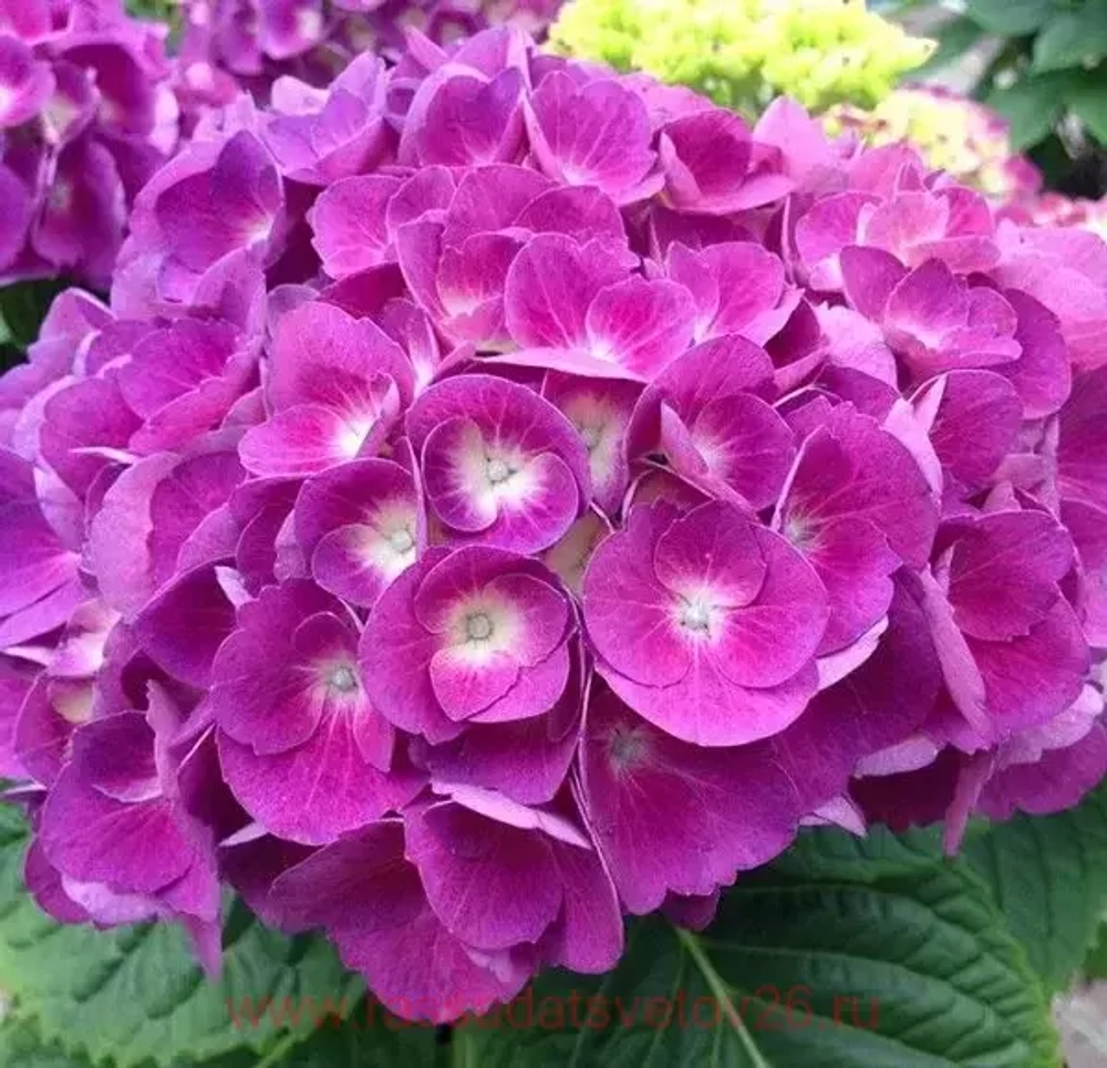 «Барон Пурпр» (Hydrangea macrophylla «Baron Pourpre») август 2025 г.