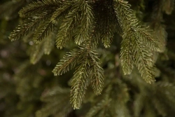 Искусственная ель Ирландская 305 см., литая хвоя+пвх, Black Box (74391)