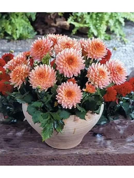 Георгин Gallery Leonardo (корень) Закупка М55 апрель 2026