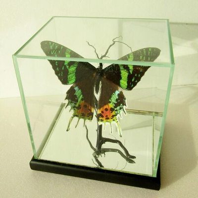 Урания в объемной композиции