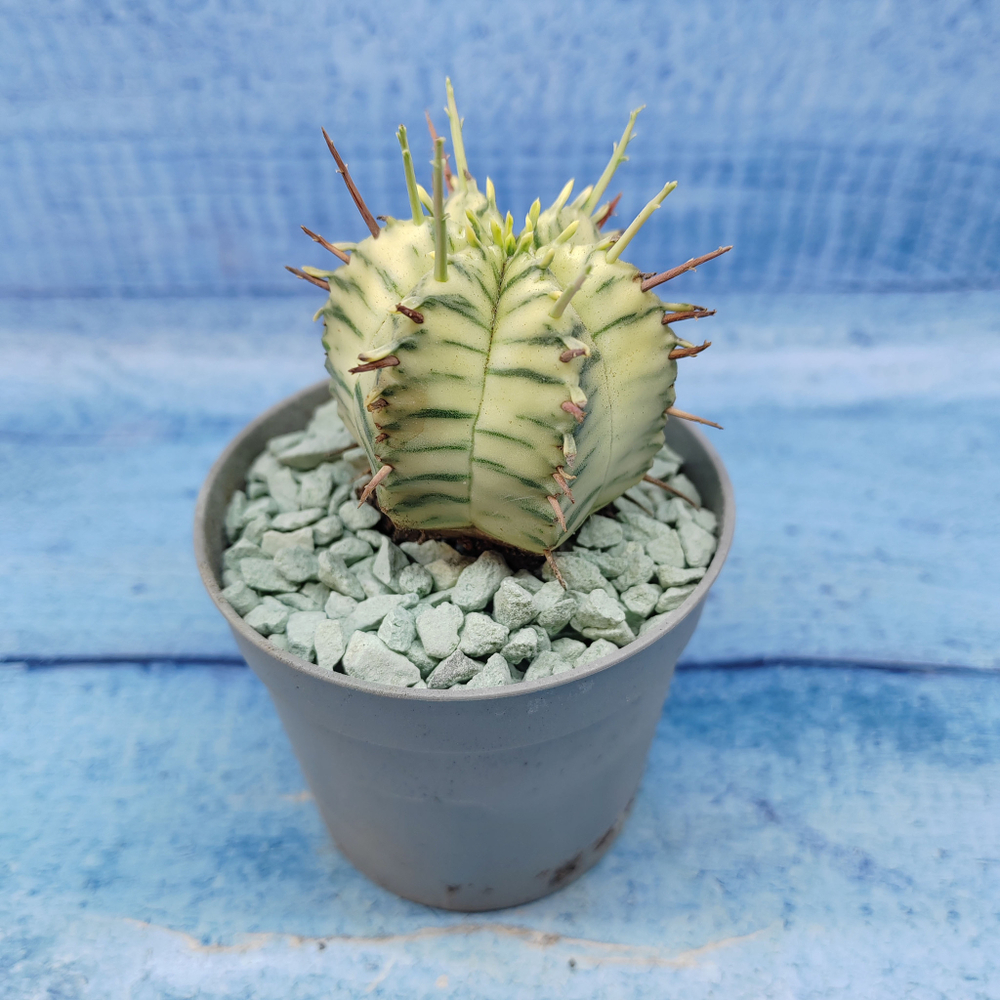 Euphorbia meloformis f. Variegated (Эуфорбия вариегатная)