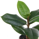 Цветок искусственный в горшке «Фикус» 26см