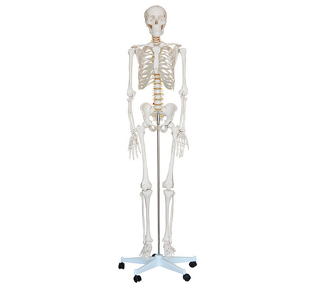 Модель «Скелет человека (170 см)» (на роликовой подставке)