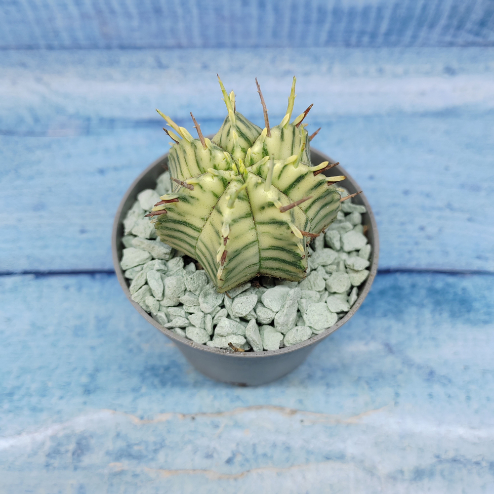 Euphorbia meloformis f. Variegated (Эуфорбия вариегатная)