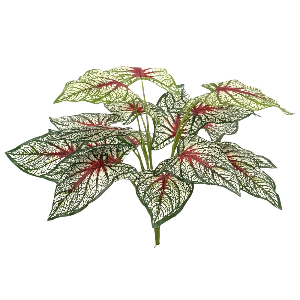 Каладиум куст триколор 45 см