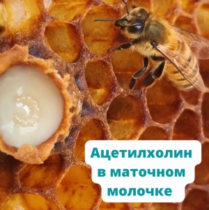 Ацетилхолин в маточном молочке