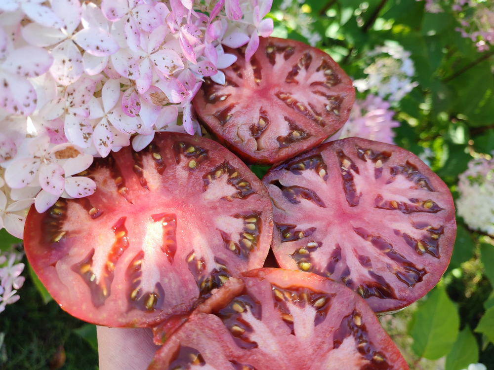 Сердце Беркли Тай Дай (Berkeley Tie Dye Heart) сорт томата