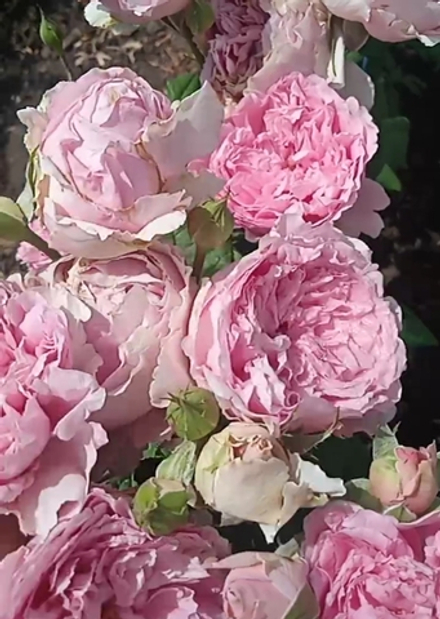 Флораже / Rosa Florajet