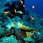 Дайвинг на Острове Черепах