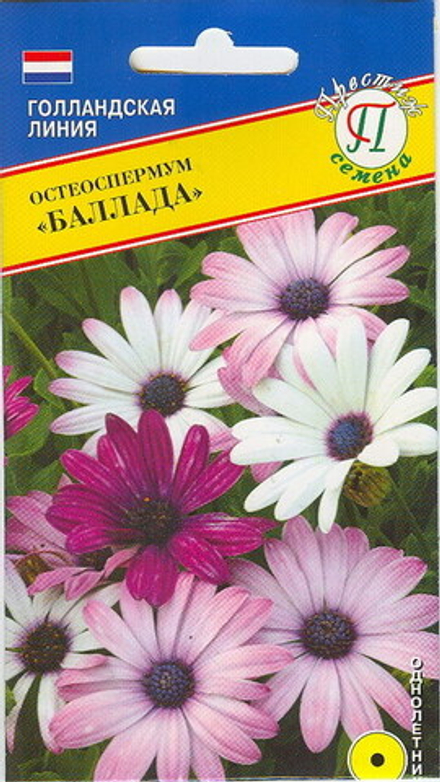 Остеоспермум Баллада Престиж