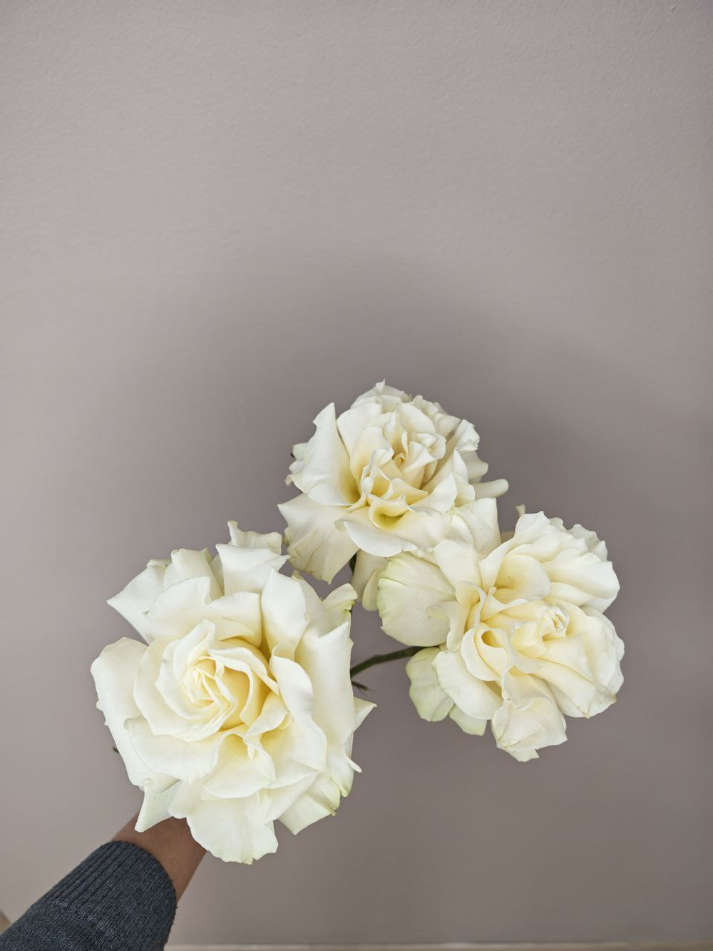 Французская роза белая