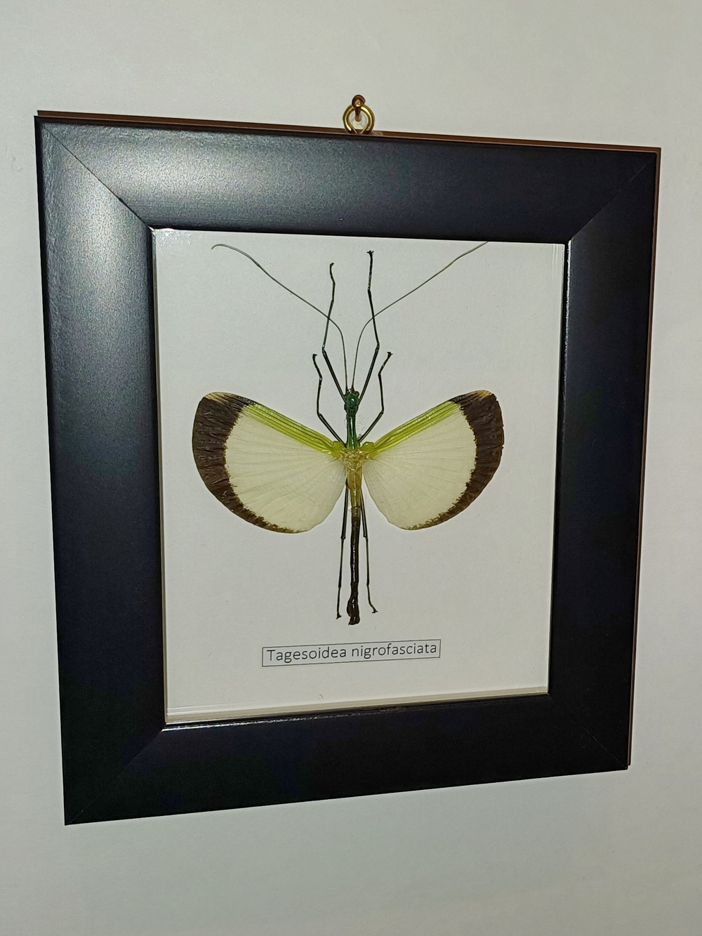 Палочник Tagesoidea nigrofasciata самец в рамке