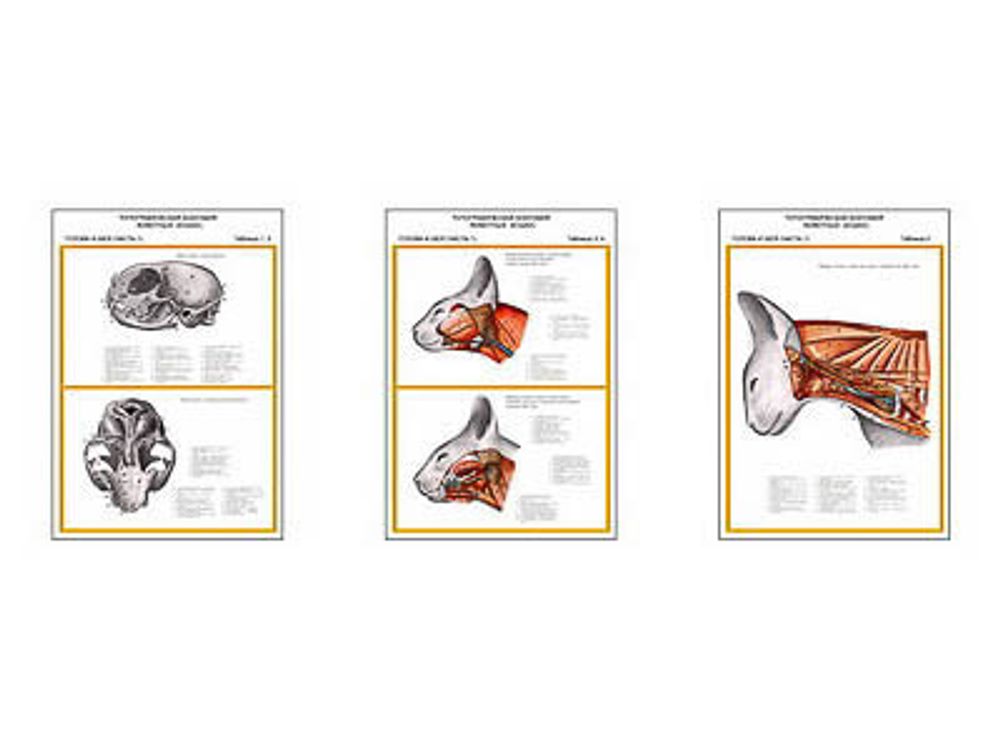 Плакаты ПРОФТЕХ &quot;Топограф. анатомия. Кошка. Голова и шея&quot; (3 пл, винил, 70х100)