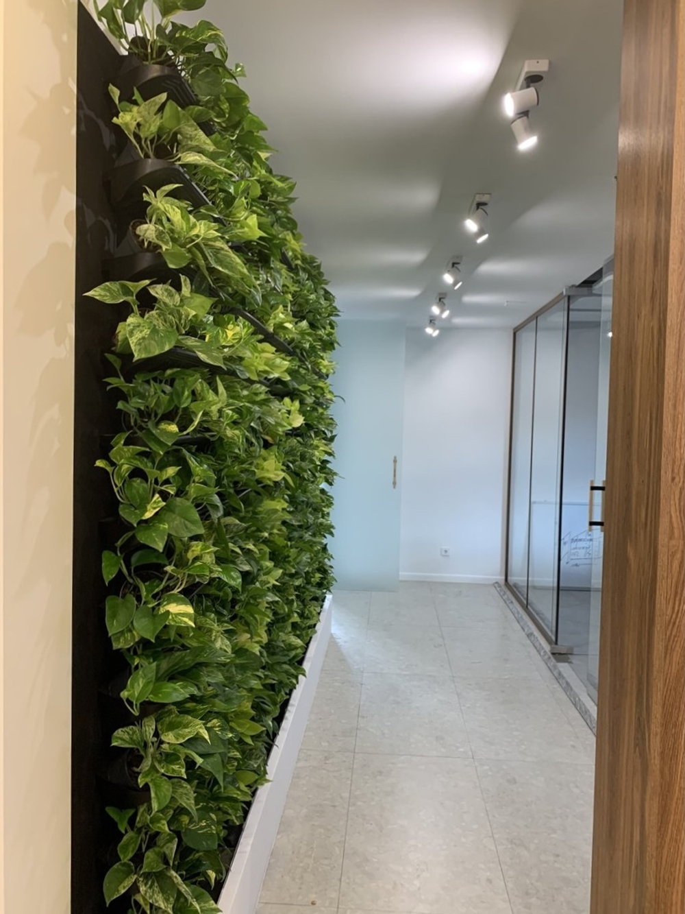 Вертикальное озеленение живыми растениями офисного пространства. В проекте использовалось оборудования "Hydro Bricks"