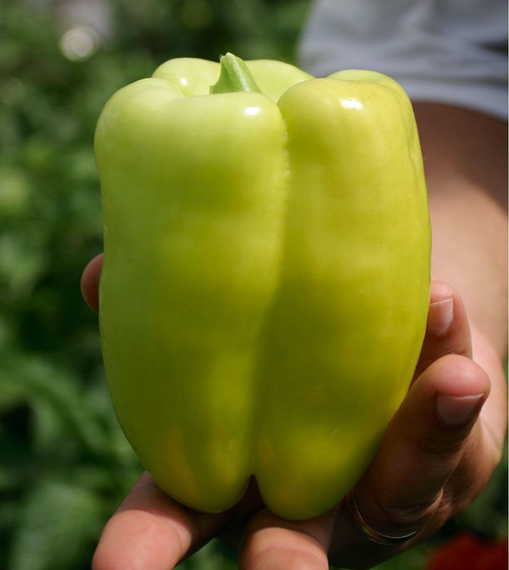 Самсон F1 семена перца сладкого (Гавриш) – фото 5