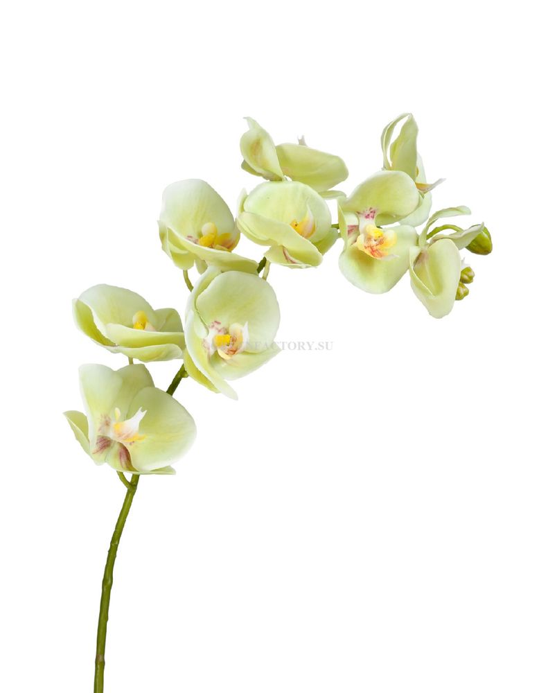 Орхидея Фаленопсис св.лайм ветвь