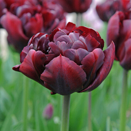 Тюльпан Пальмира махровый