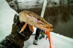 Fish KayuKer 75 мм - приманка Brown Perch (10 шт)