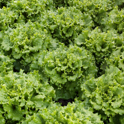 Канариоле семена салата батавия (Syngenta / Сингента)