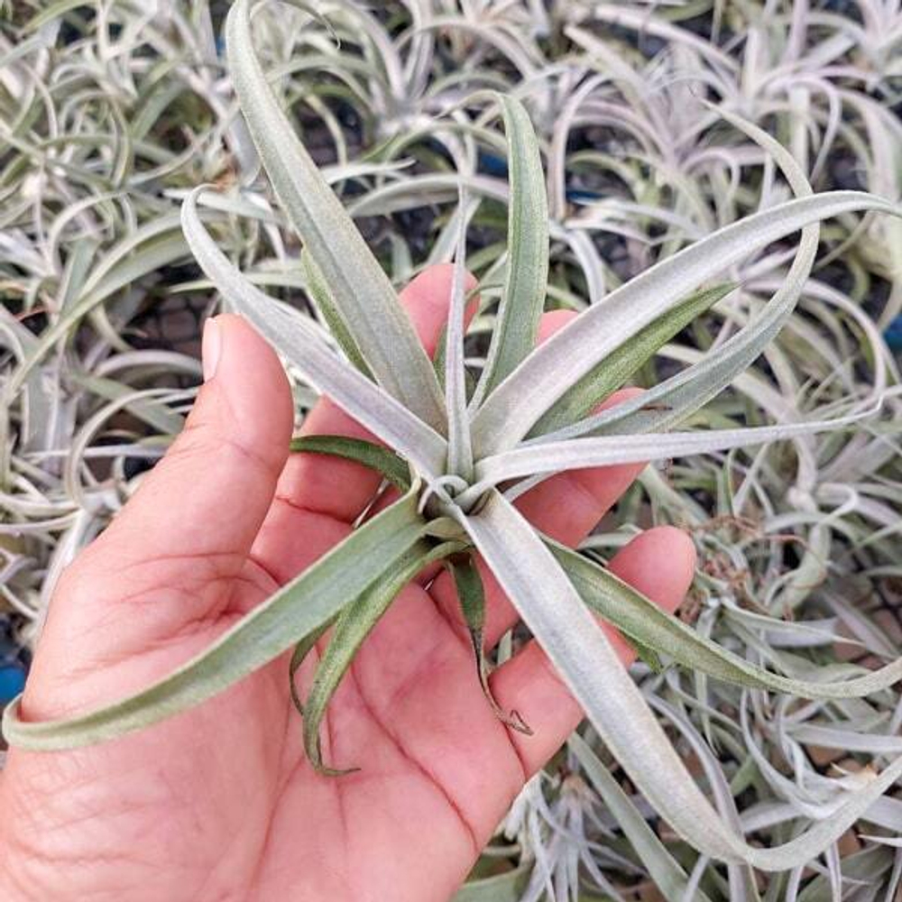 Тилландсия chiapensis