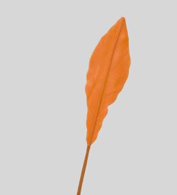 TR 605S Антуриум