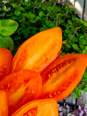 Калькутта сорт томата