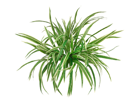 Хлорофитум бело-зелёный куст большой