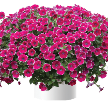 32241 Петуния CASCADIAS RIM CHIANTI (ВЕСНА 2025)