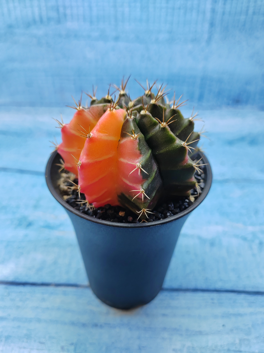 Gymnocalycium Variegata (Гимнокалициум Вариегатный)