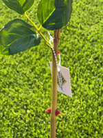 Роза спрей розовая 60 см