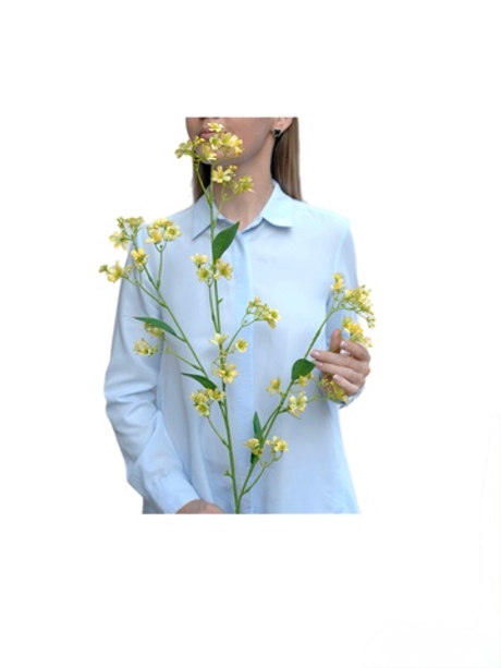 Гипсофила ползучая - Желтый