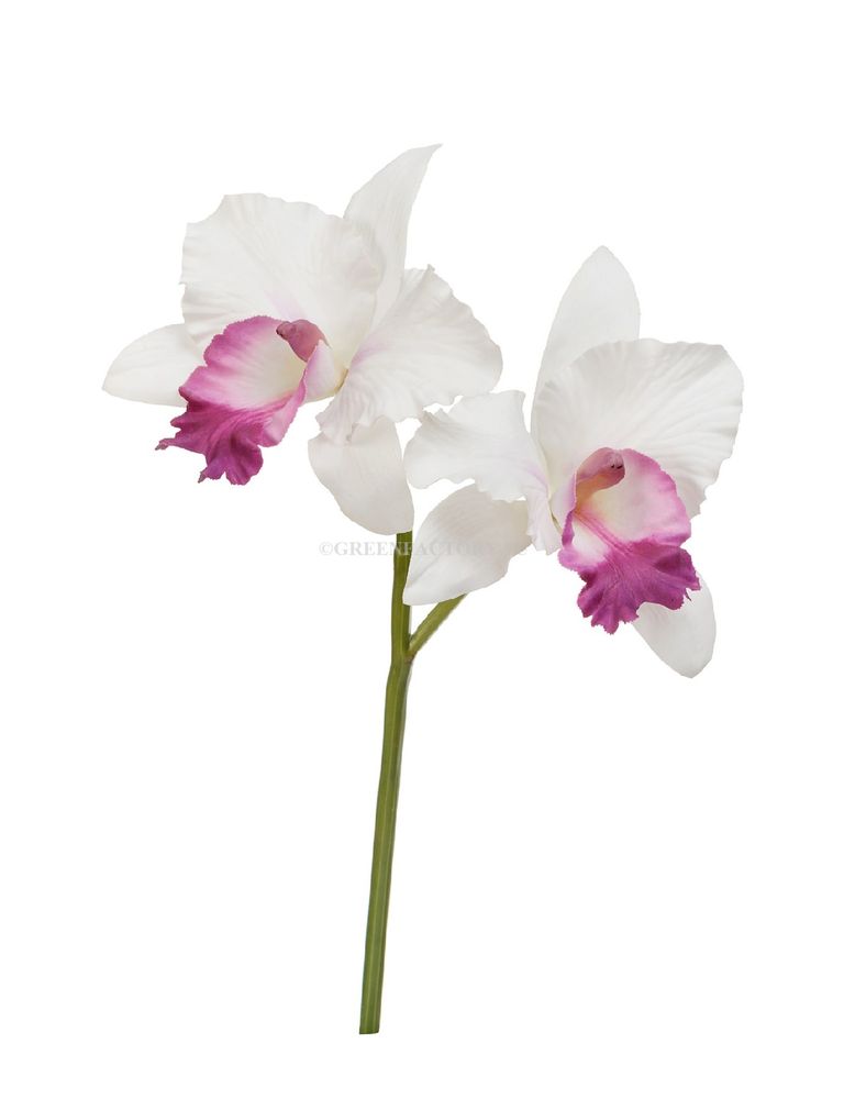 Орхидея Каттлея белая с тёмно-розовым язычком