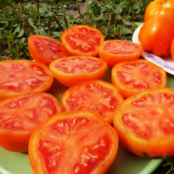 Помидоры - Zlatava - Златава