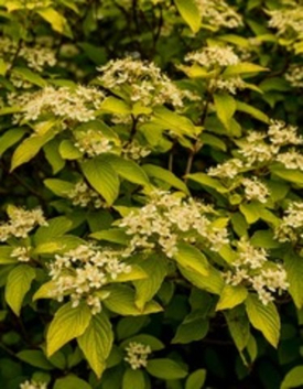 Инструкция по посадке саженца ДЁРЕН.